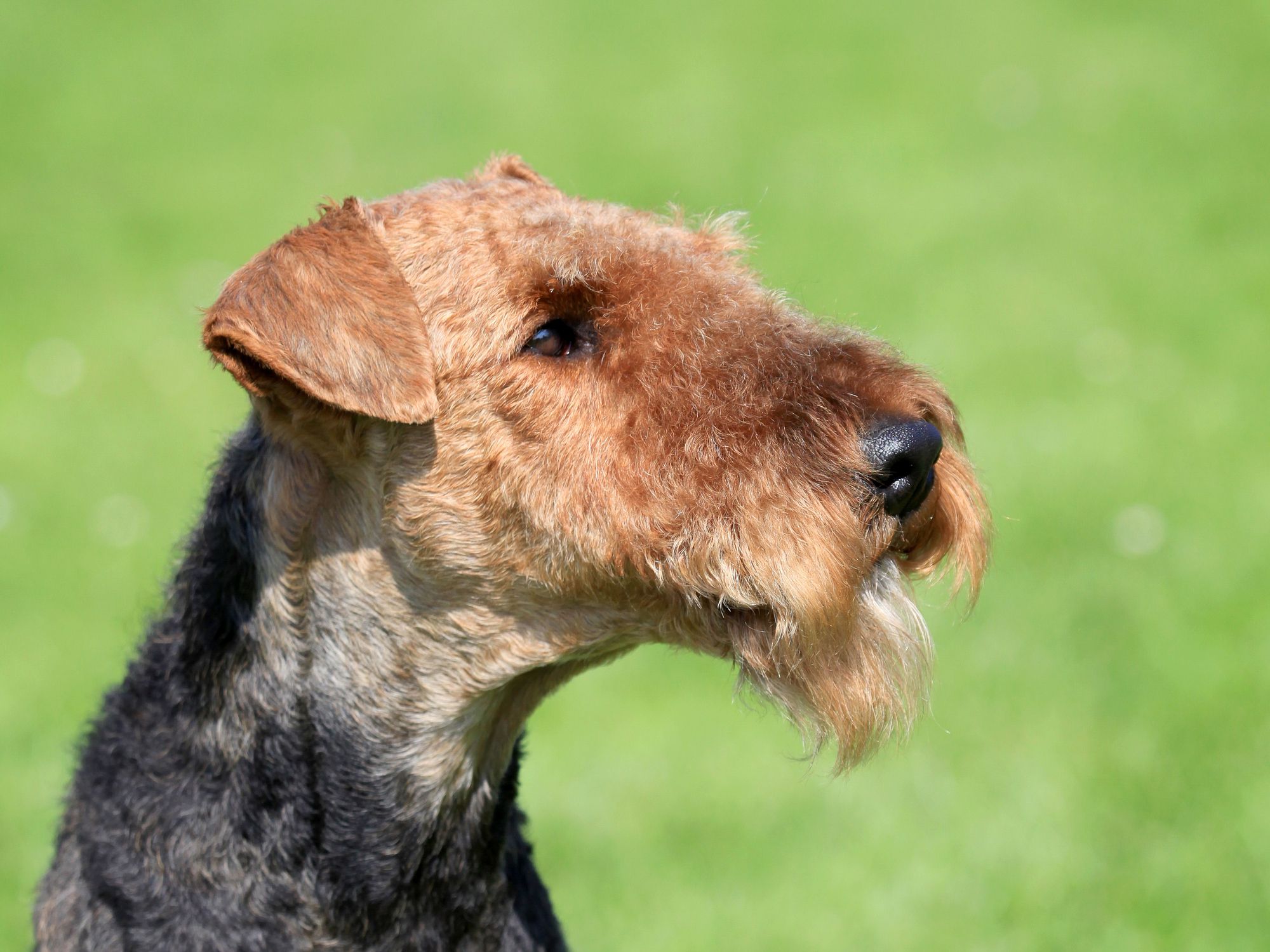 6 Dogs With Beards