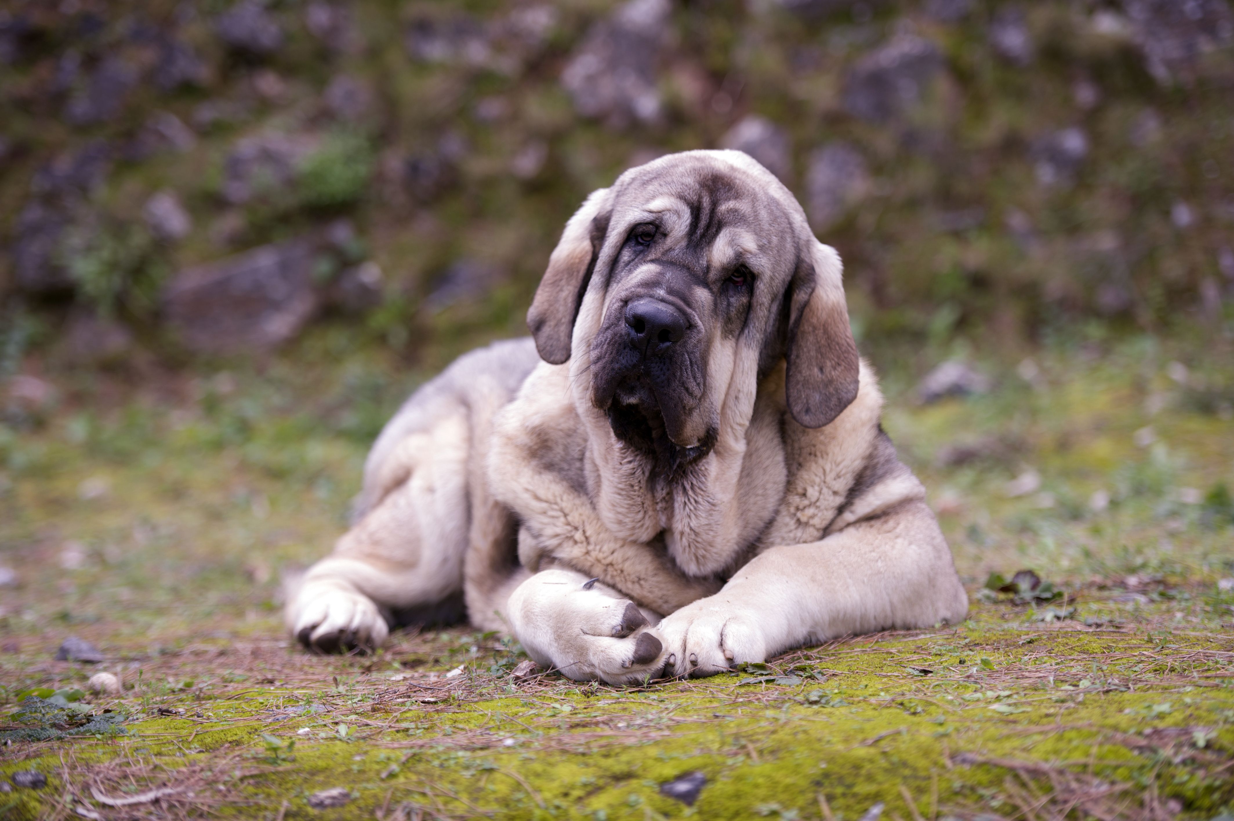 Learn About the Massive and Rare Spanish Mastiff