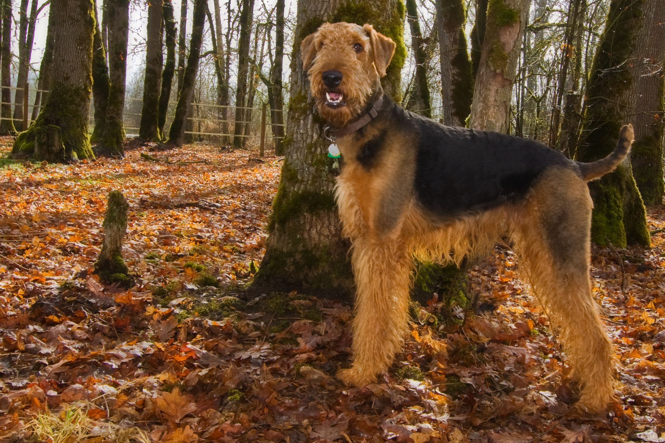 Find Out Which Big Dog Breeds Don’t Shed (Some Are Hypoallergenic!)