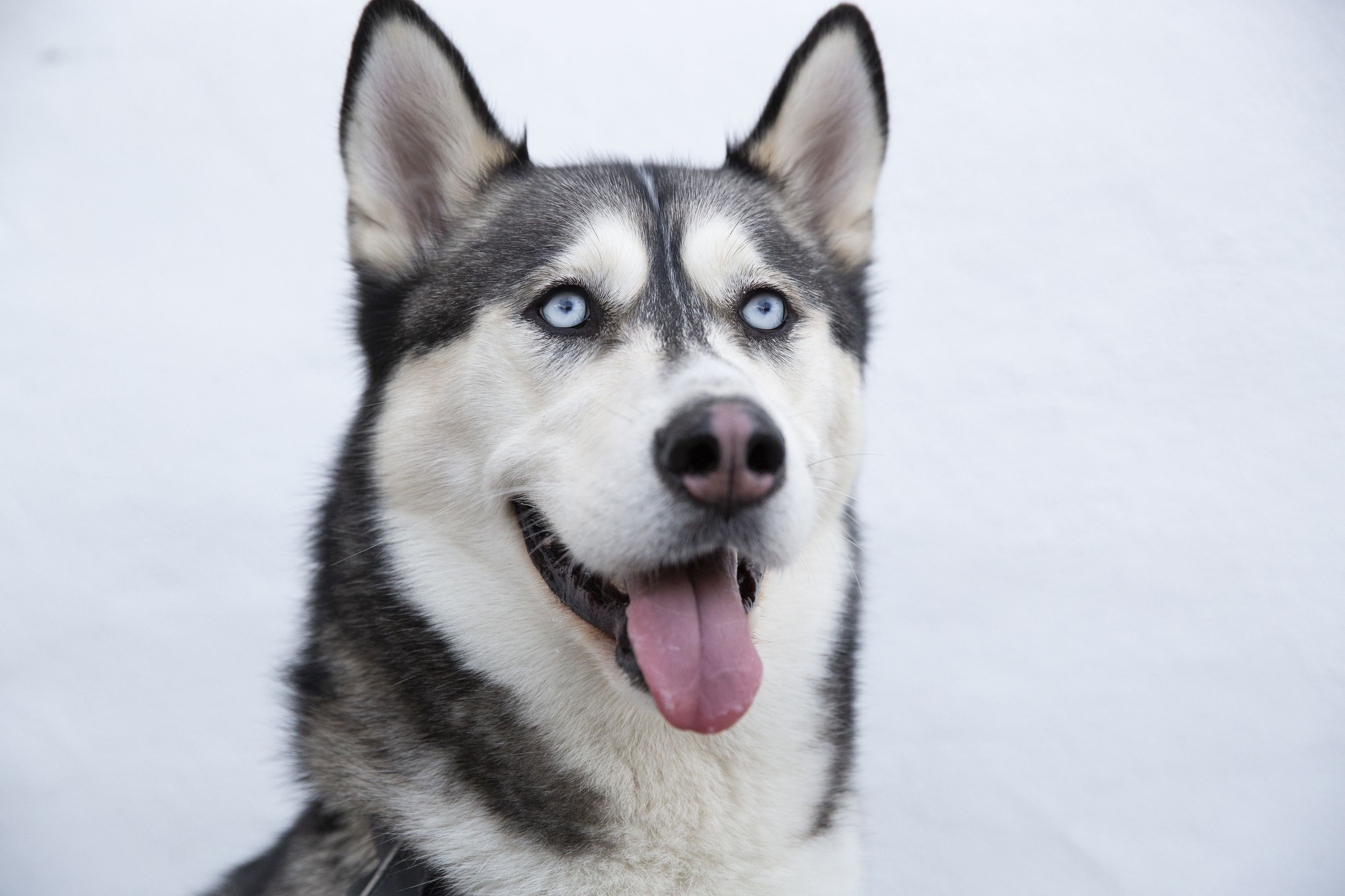 14 Dog Breeds With Blue Eyes