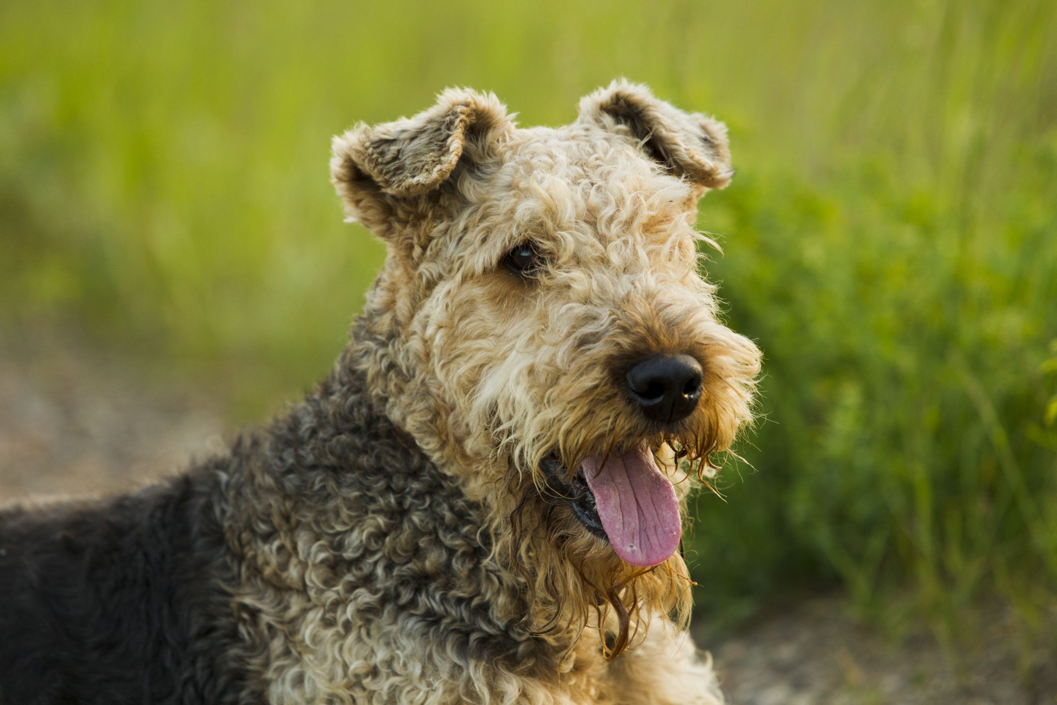 10 Best Dog Breeds for Farms