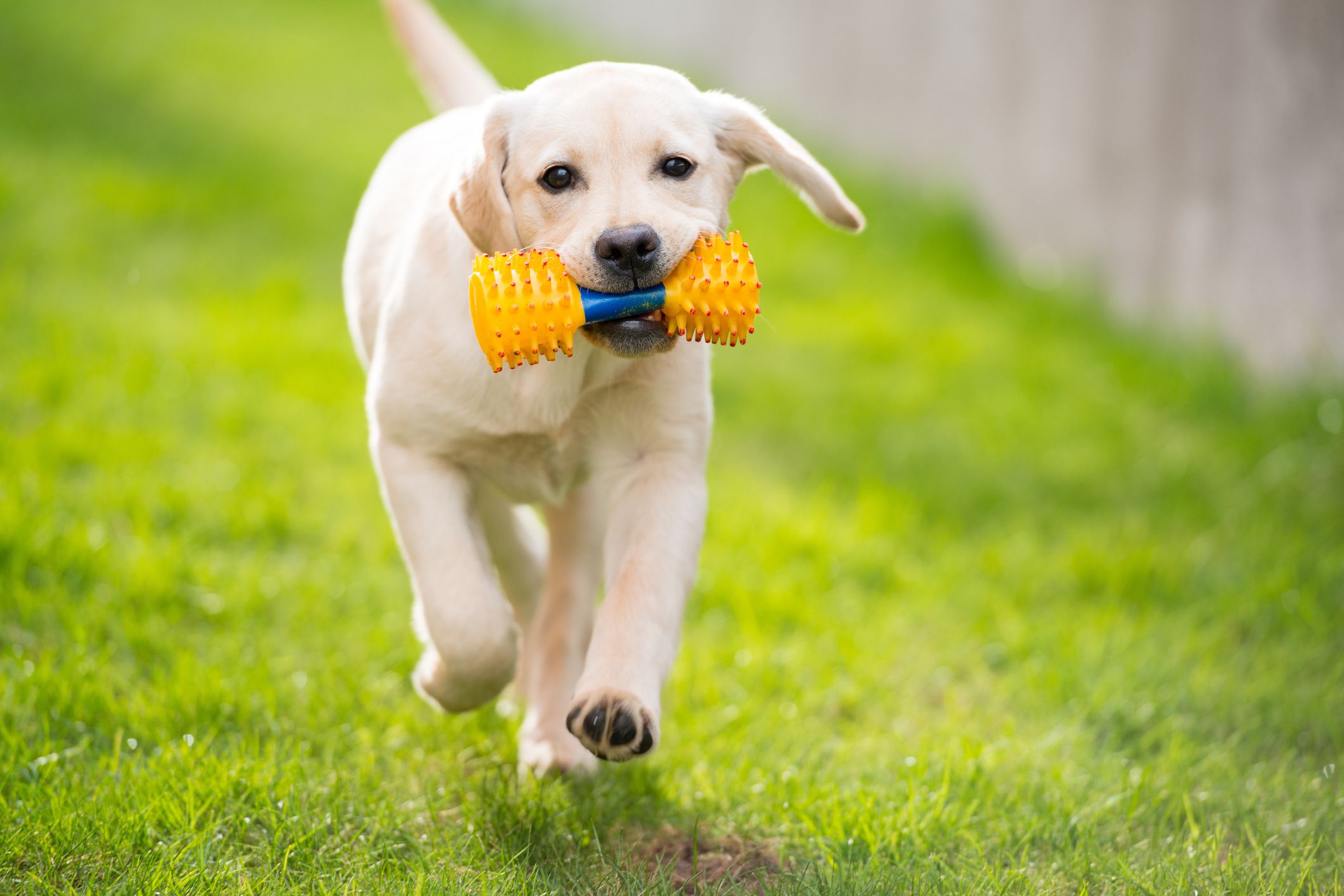 10 Top Dog Breeds That Like to Play