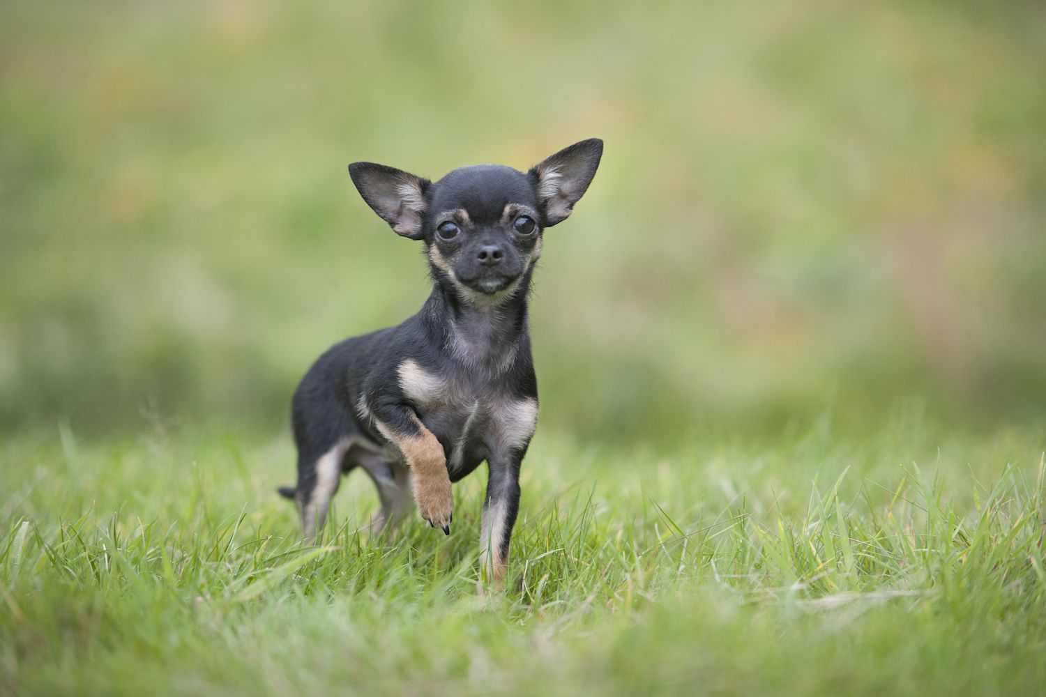 12 Dog Breeds That Thrive in Hot Weather