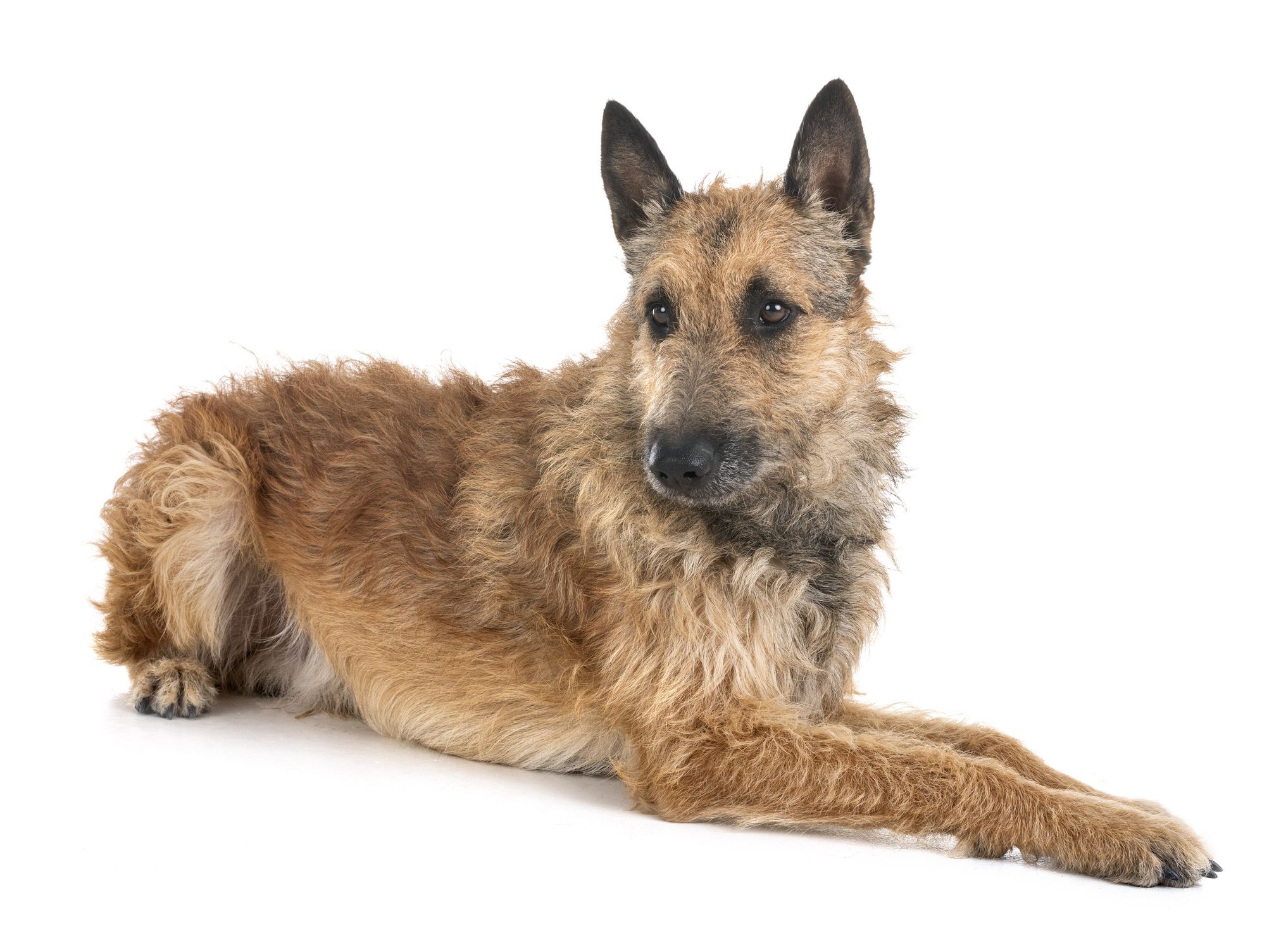 Meet Belgium’s Native Dog Breeds