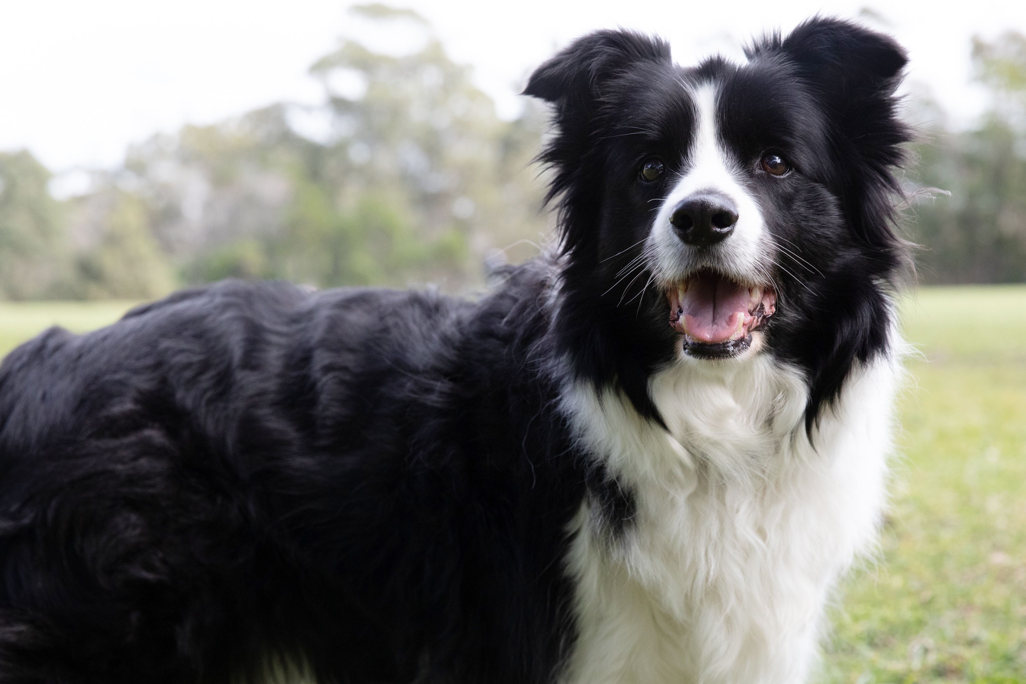 10 Best Dog Breeds for Obedience