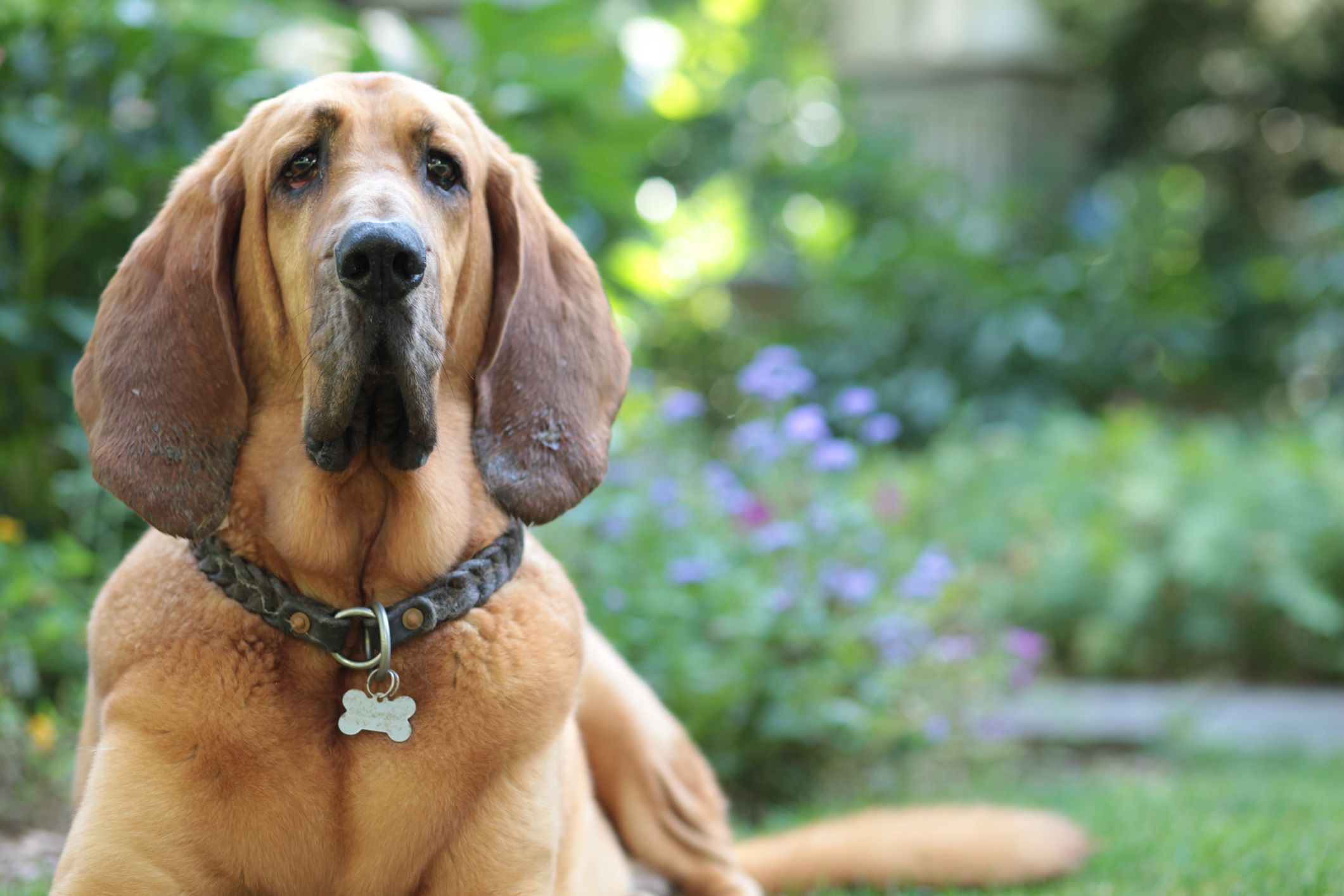 9 Dogs with Long Ears