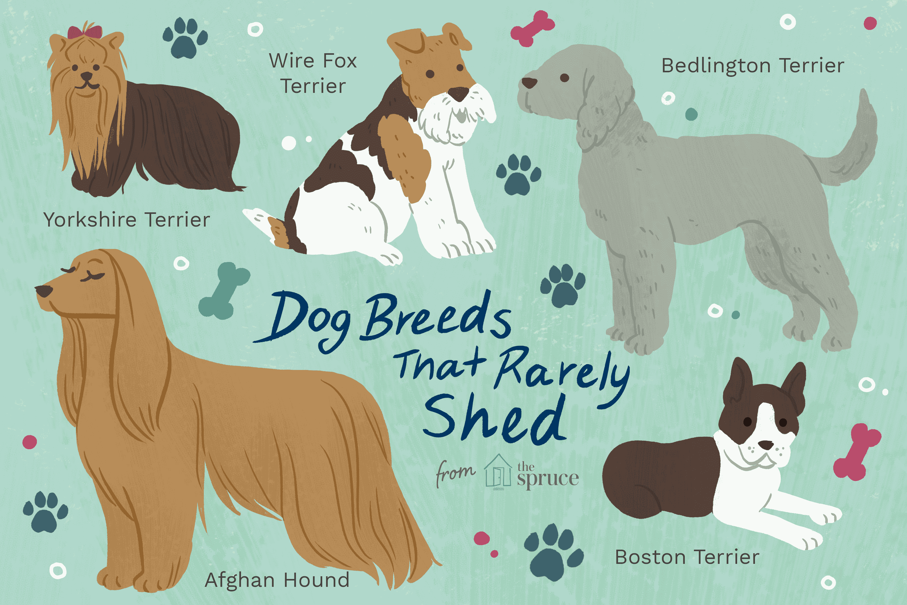 10 Best Dog Breeds That Don’t Shed Much