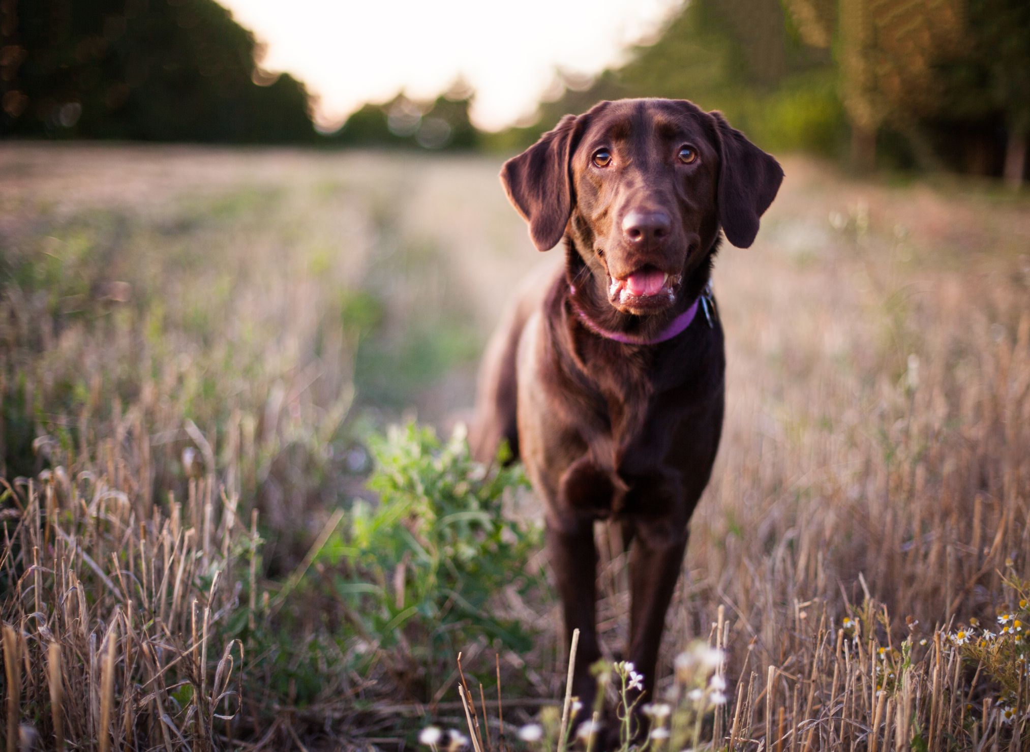 The 10 Best Large Dog Breeds for Families