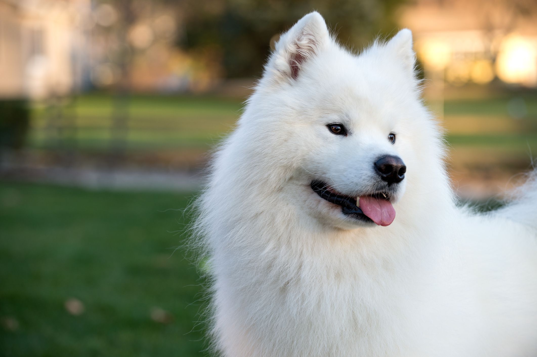 12 Dog Breeds That Are Exclusively White-Coated