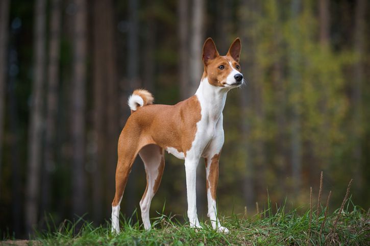 Fall in Love With These 20 Short-Haired Dog Breeds