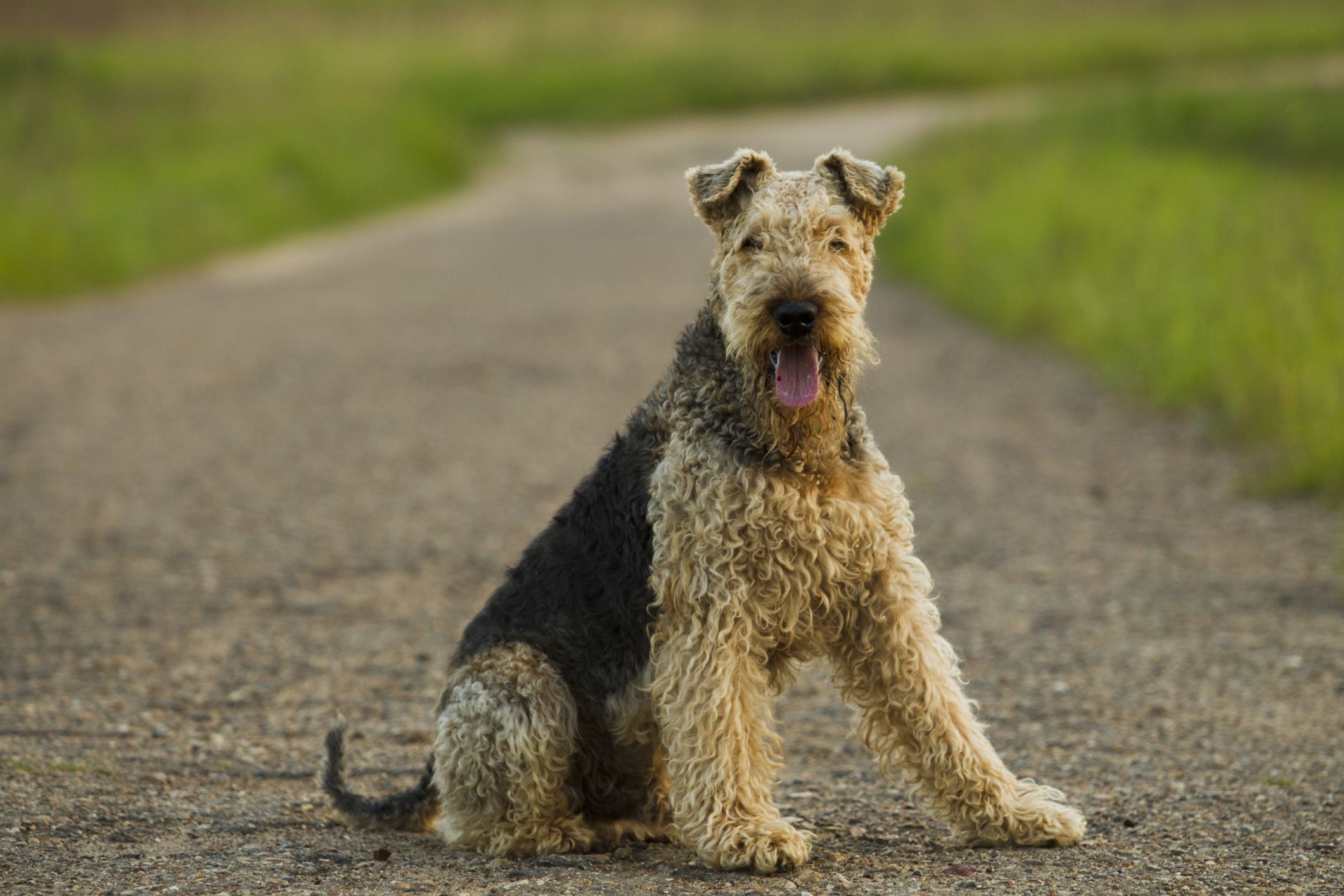 13 Dog Breeds That Are Wirehaired