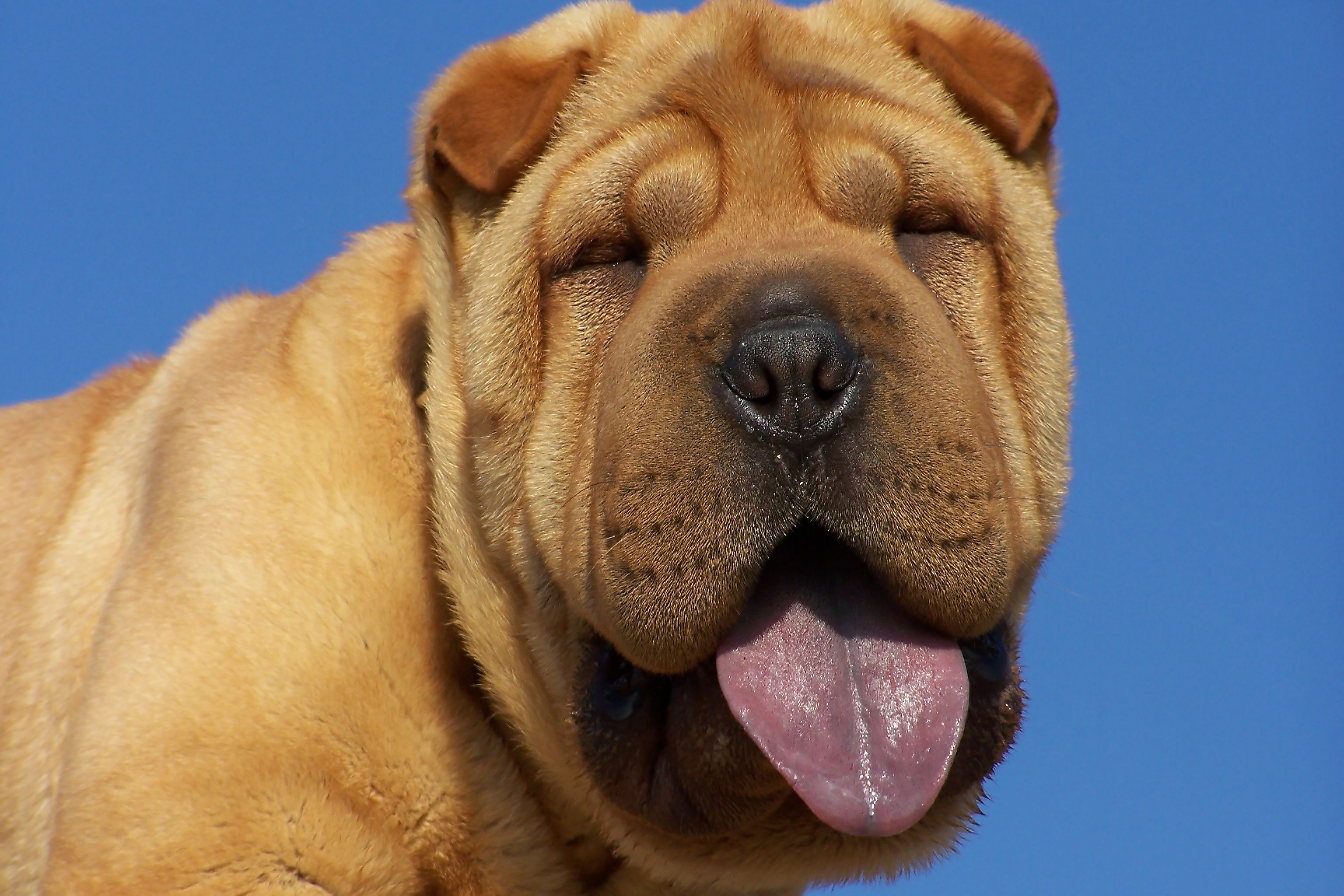 4 Dog Breeds With Blue Tongues