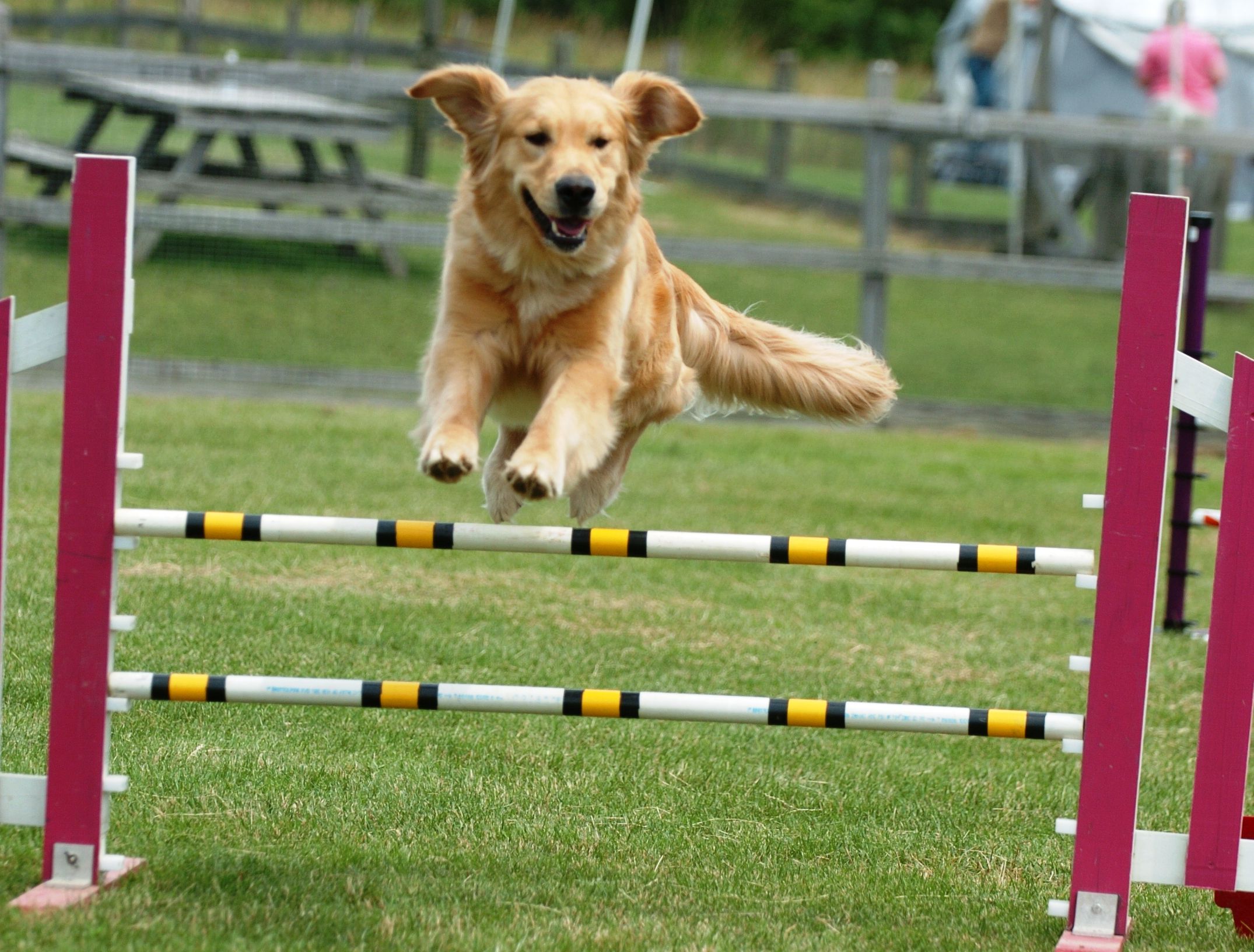 Dog Sports for Every Lifestyle