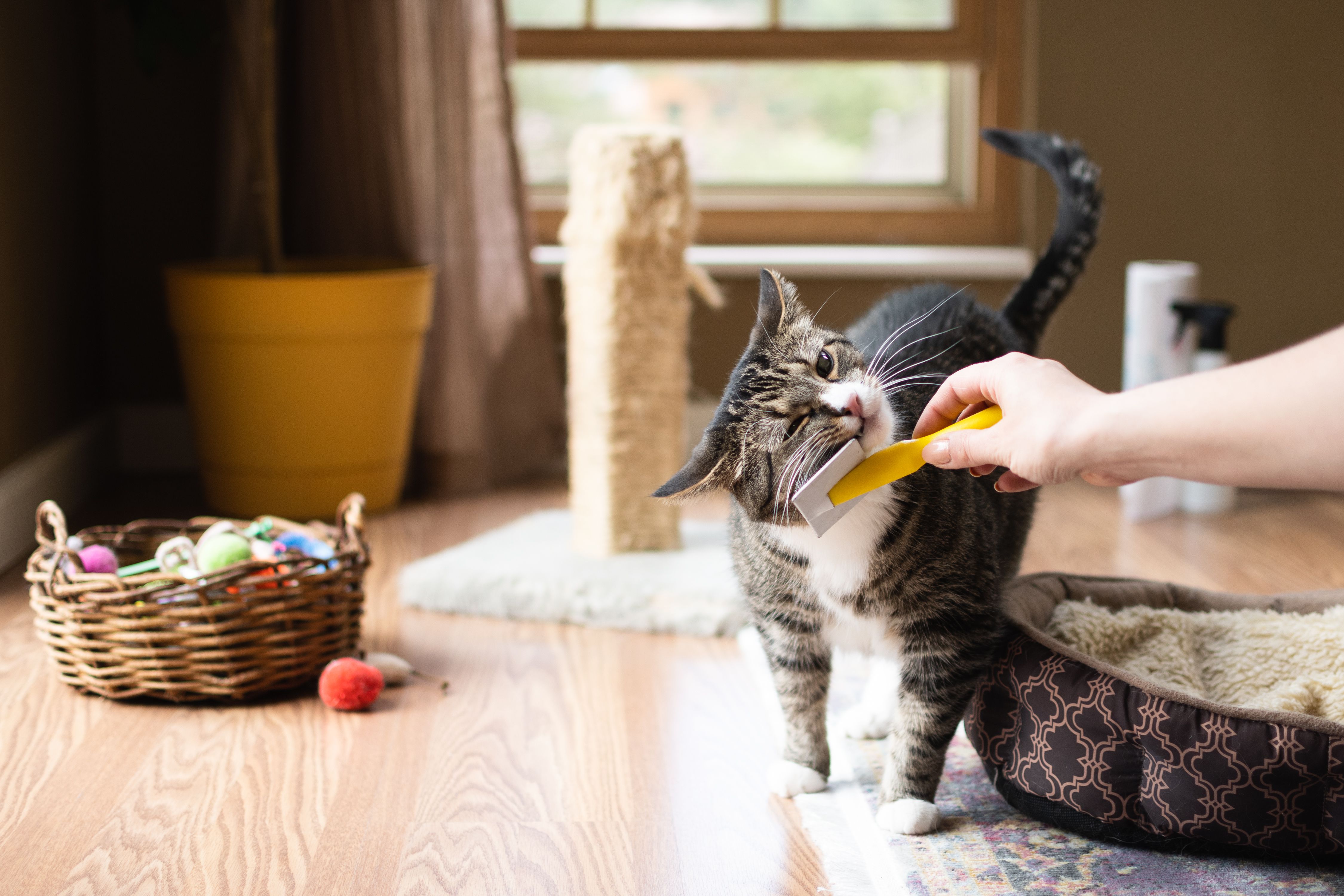 How to Keep Your House Clean With Indoor Pets