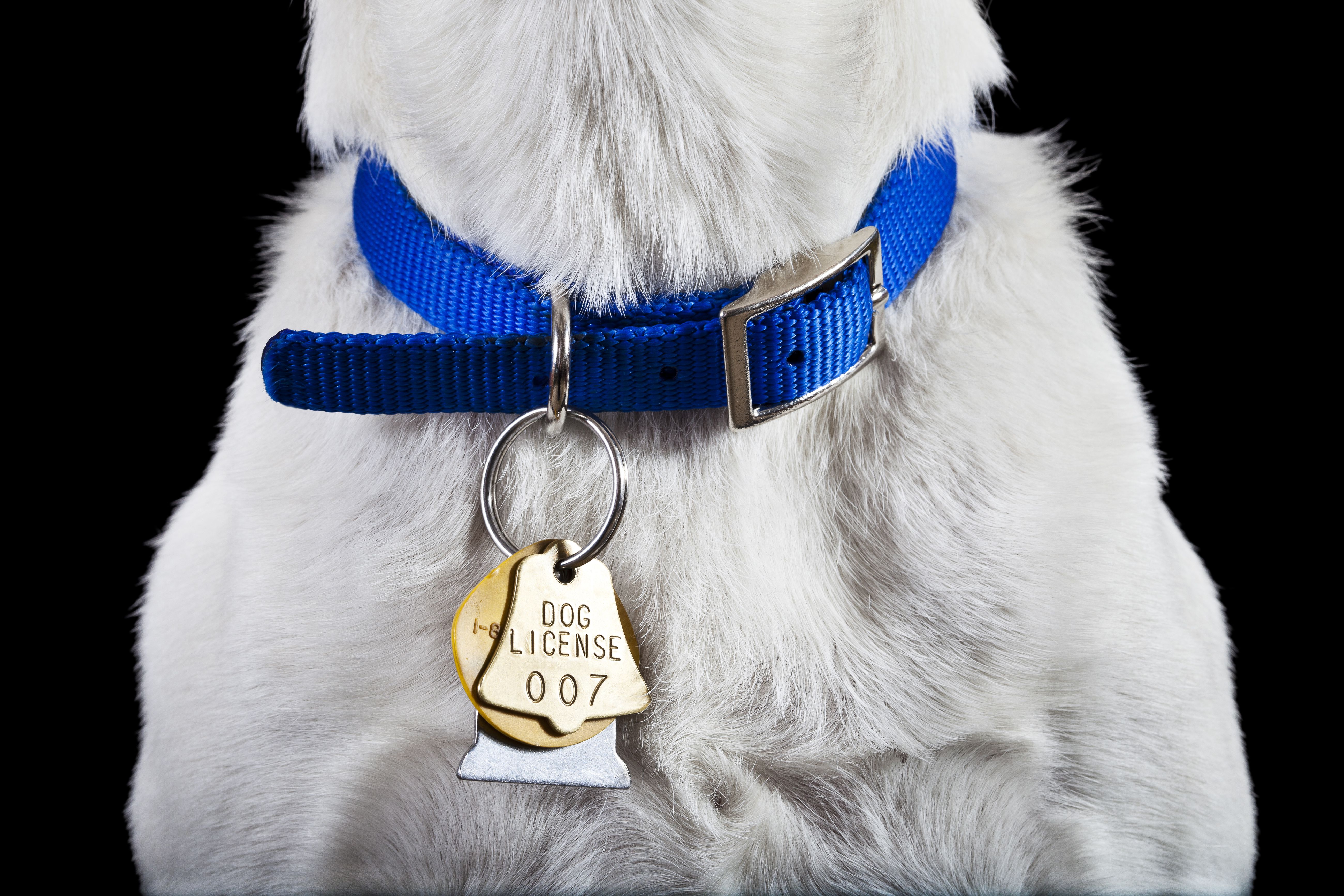 Which Dog Collar Is Best for Your Dog?