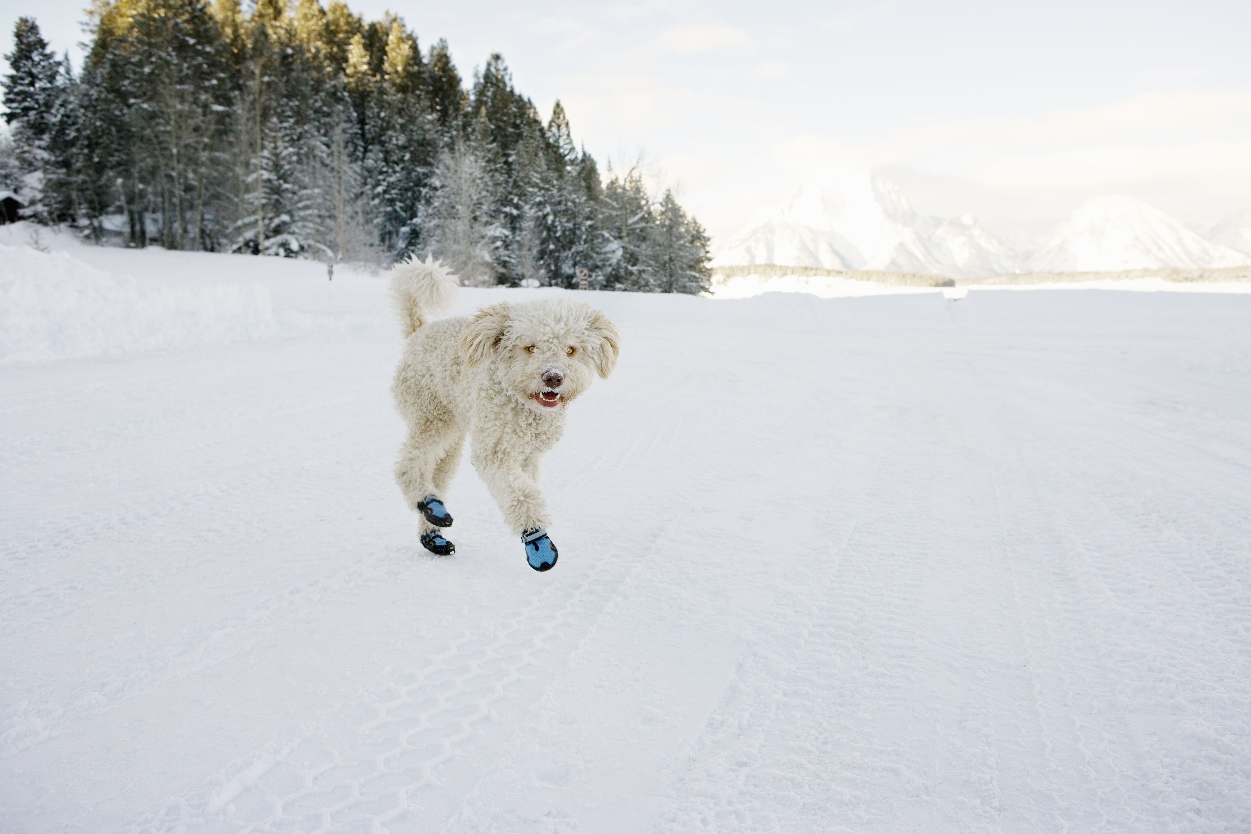 5 Ways to Accessorize Your Dog for Winter 