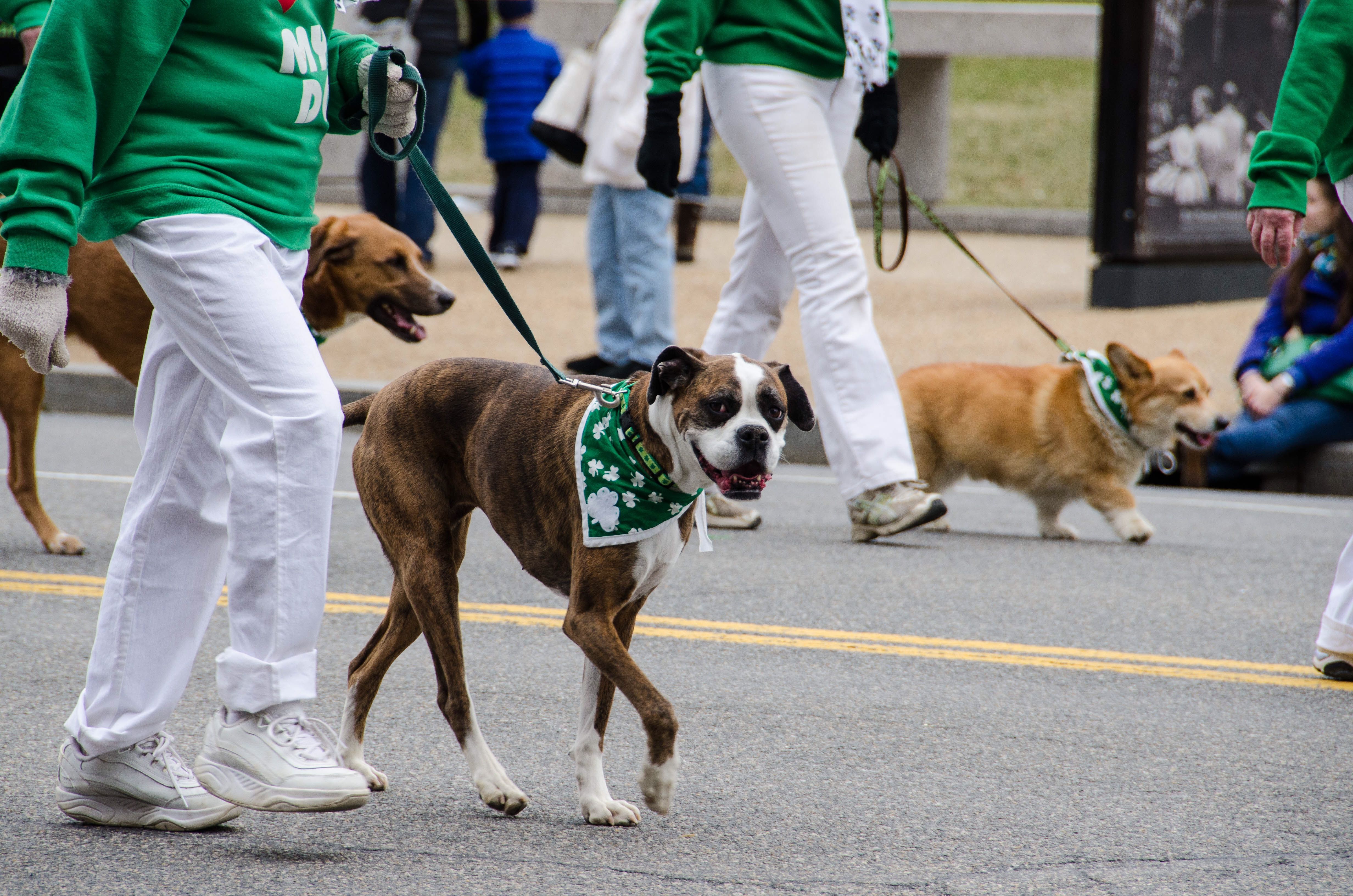 Celebrate St. Patrick’s Day the Adorable Way With Your Pet