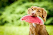 Can Dogs Eat Pineapple?