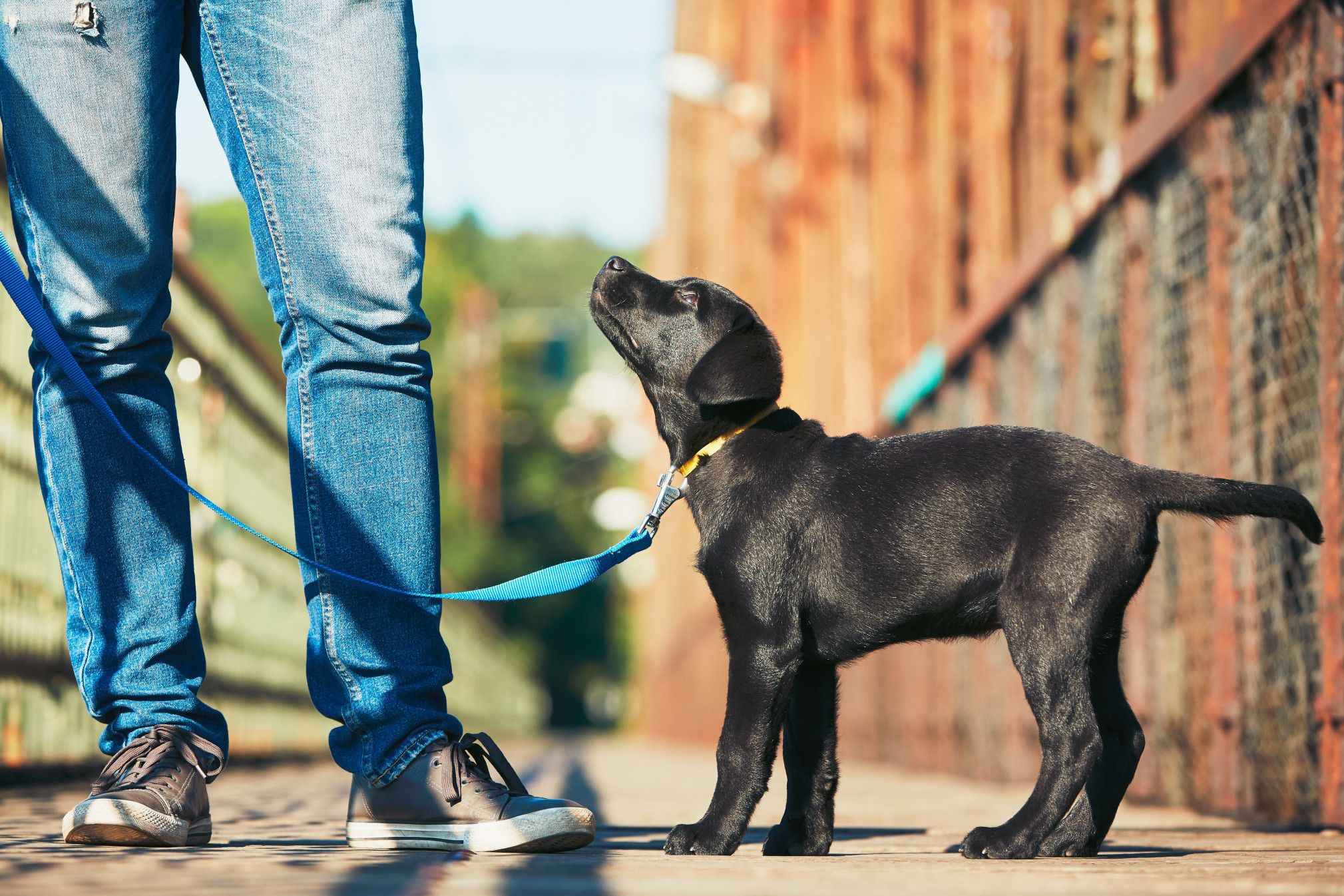 Dog Training 101: How to Completely Train Your Dog