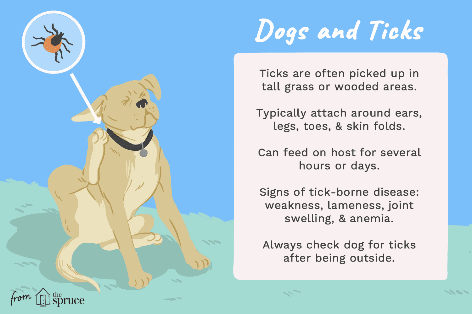 How to Treat Tick Bites on Dogs