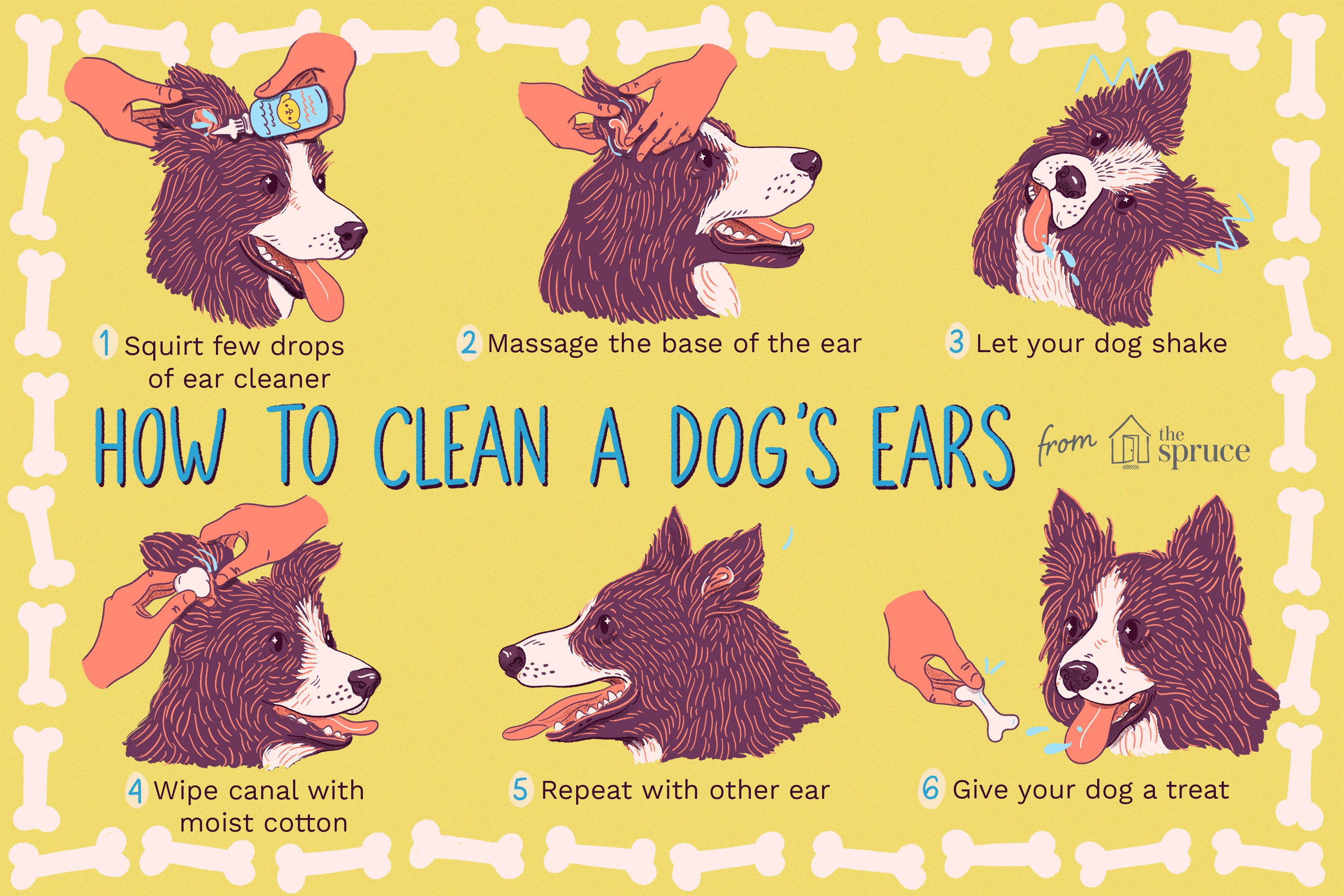 The Right Way to Clean Your Dog’s Ears