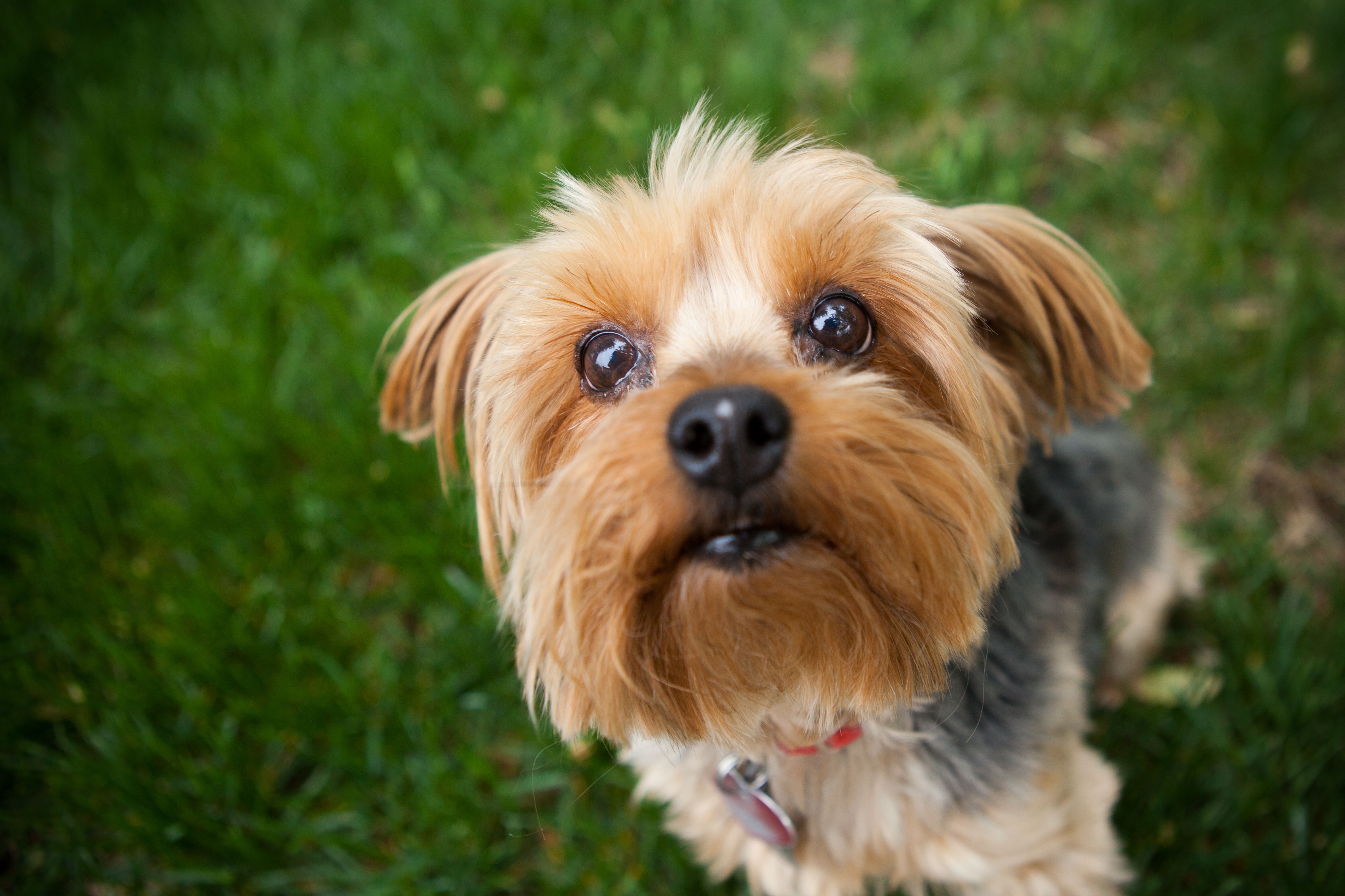 10 Best Small Dog Breeds for Limited Space