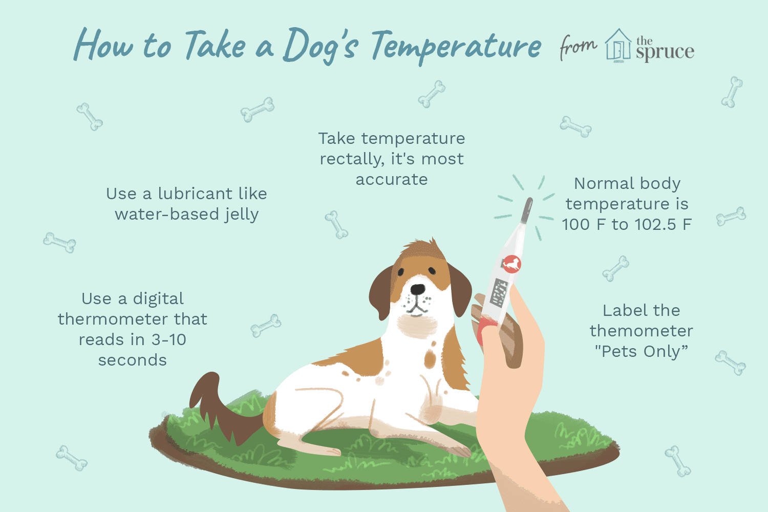 How to Take Your Dog’s Temperature