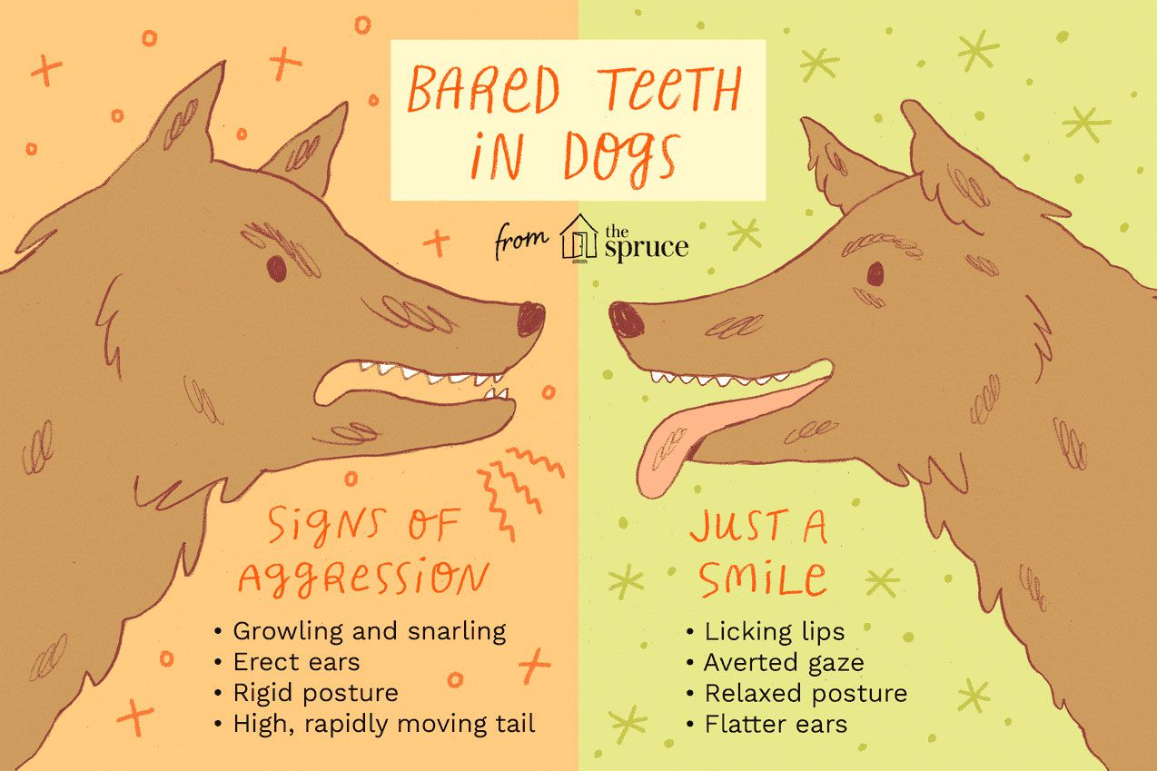 Why Your Dog is Showing Their Teeth