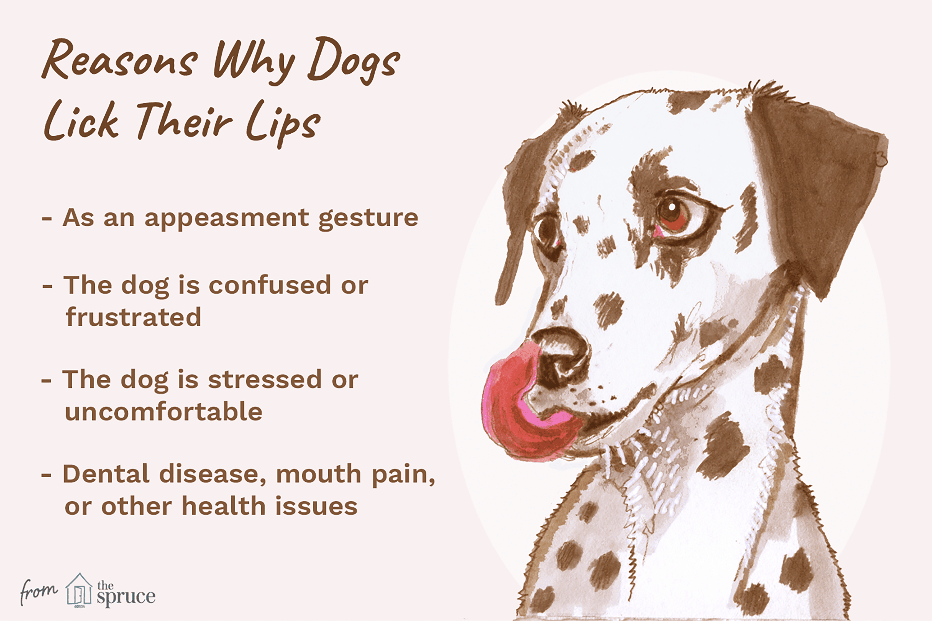 What It Really Means When Dogs Lick Their Lips