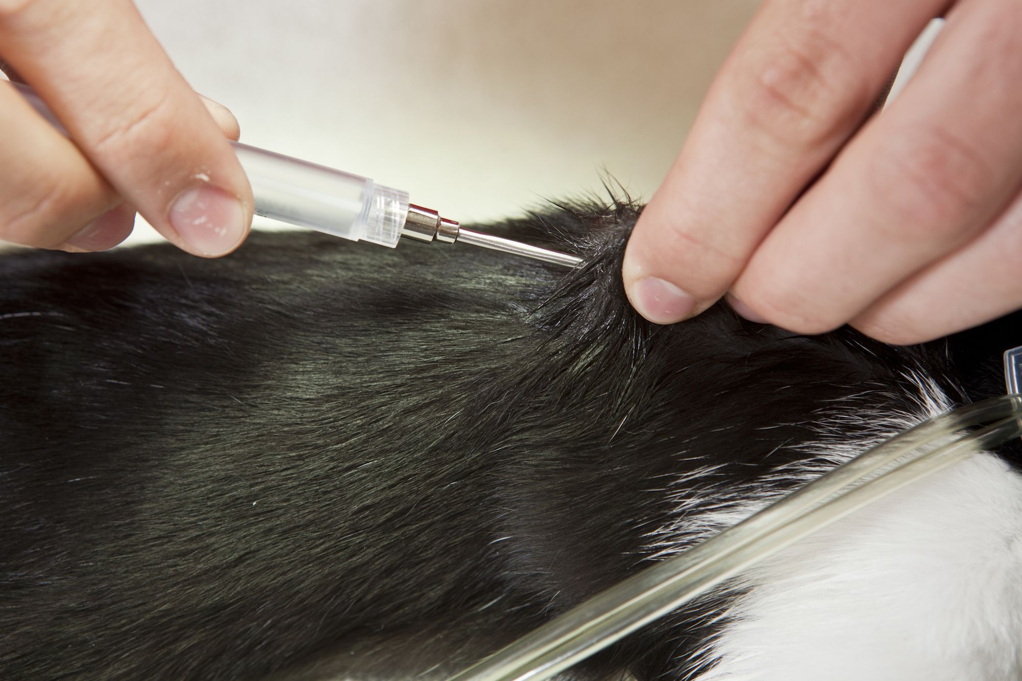 Everything You Need to Know About Microchipping Your Dog