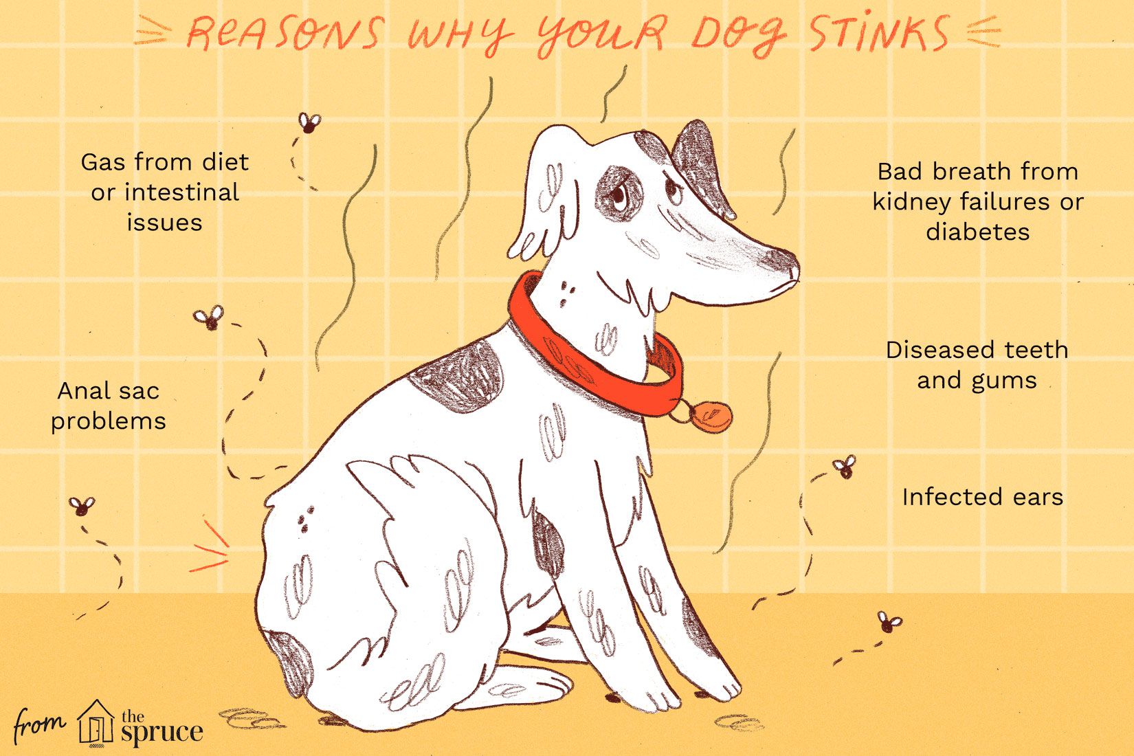 Why Your Stinky Dog Might Not Just Need a Bath