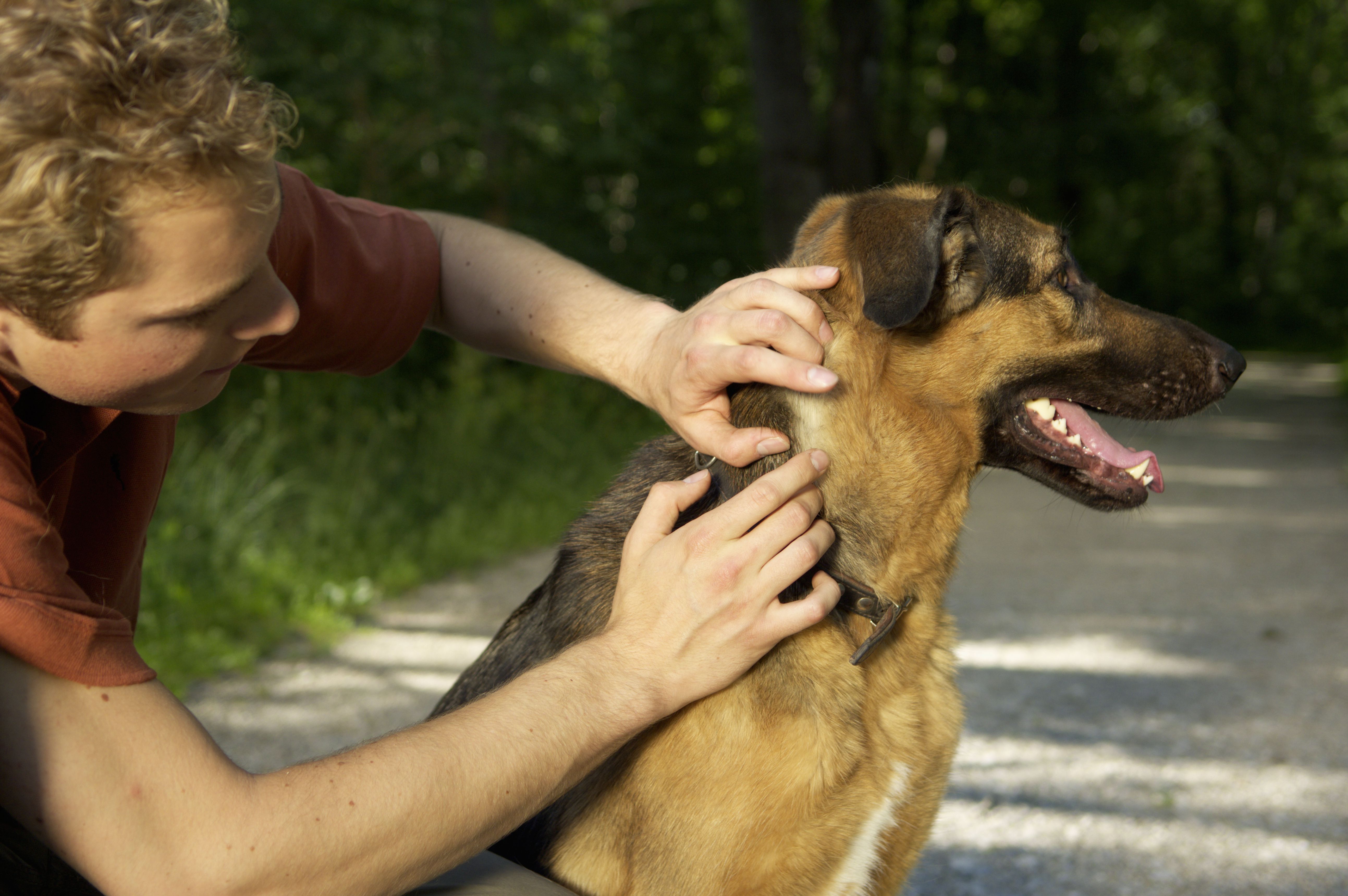 What Dog Owners Should Know About Lyme Disease