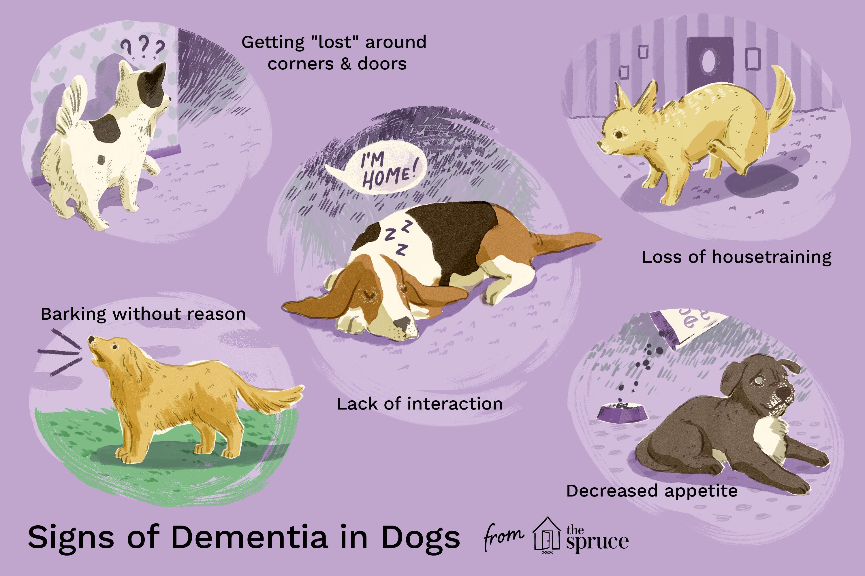 Is Your Dog Developing Senior Dementia?