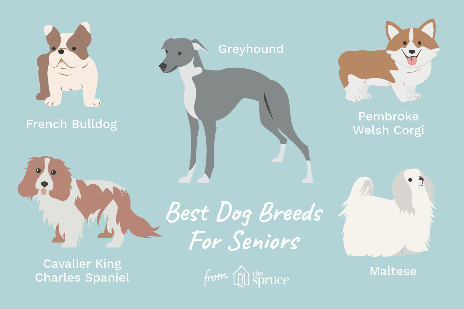 The Best Dog Breeds for Older Adults