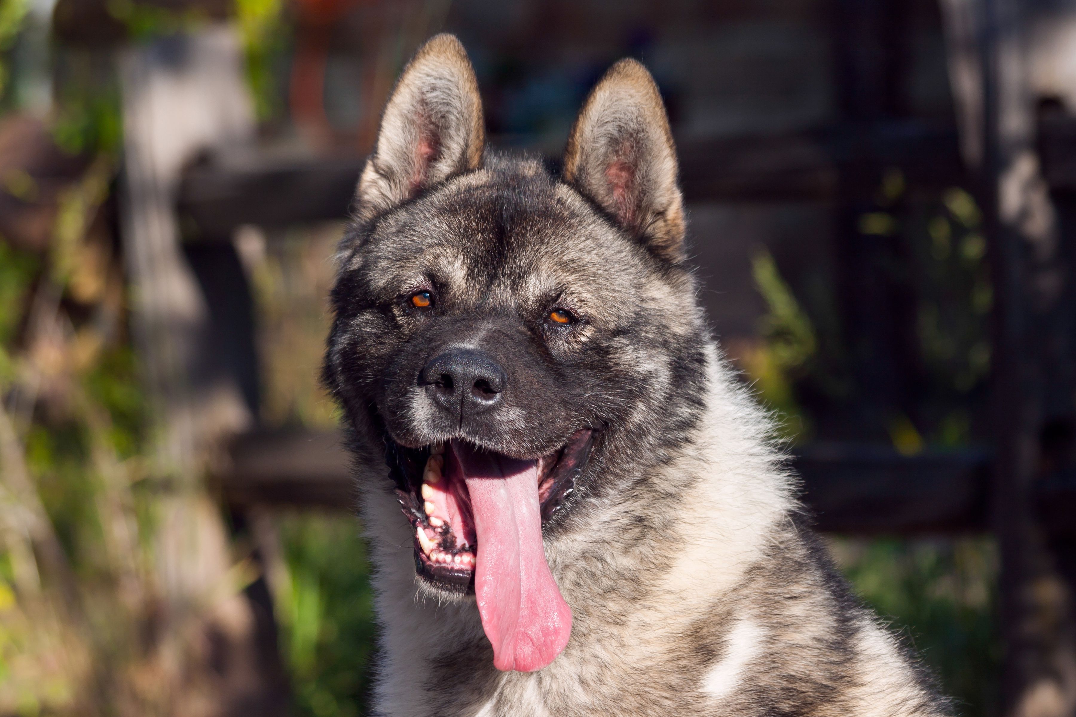 10 Best Dog Breeds for Protection