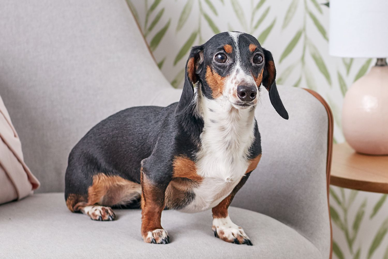 10 Low-Maintenance Dog Breeds for Busy or Lazy Owners