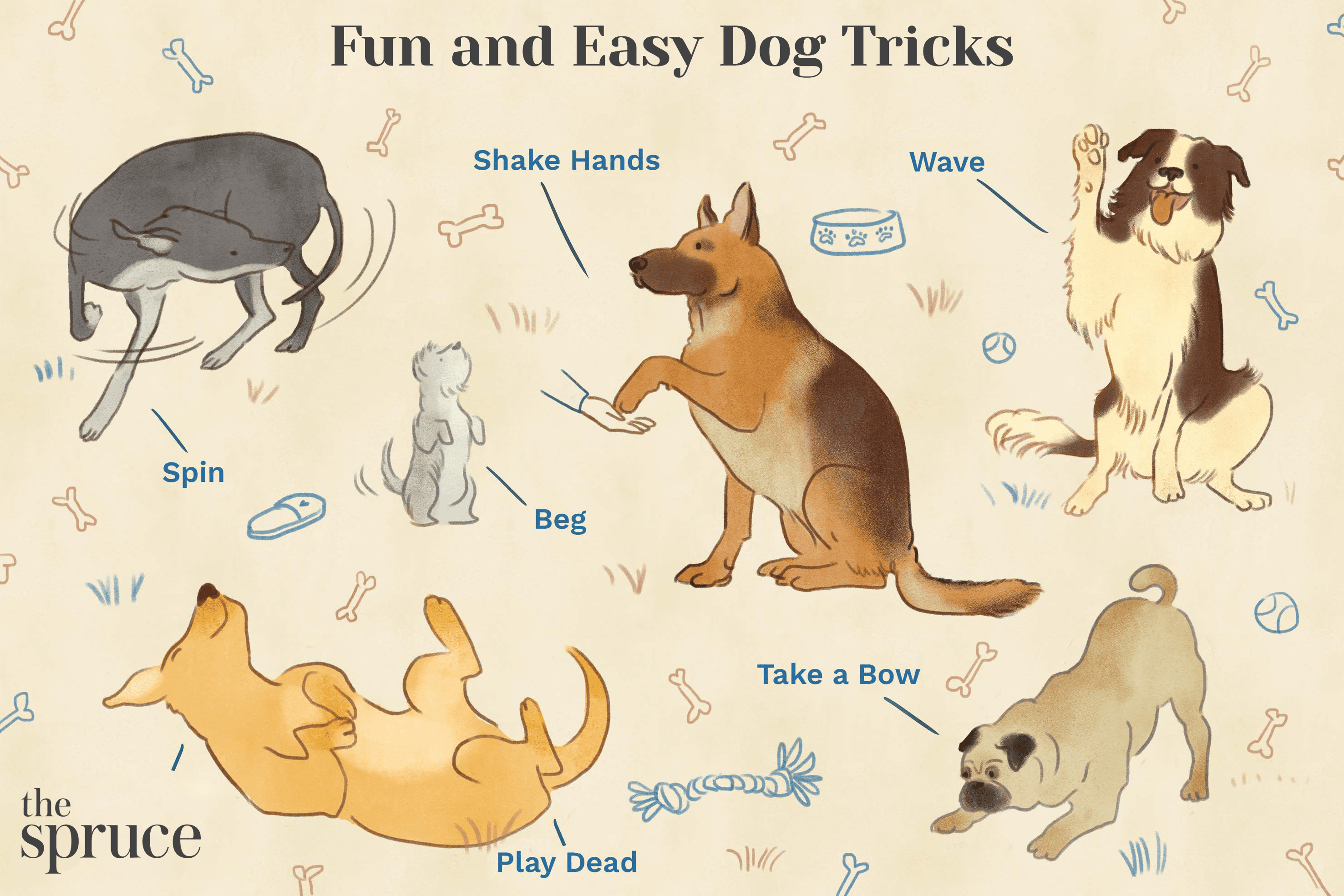 10 Fun and Easy Tricks You Can Teach Your Dog