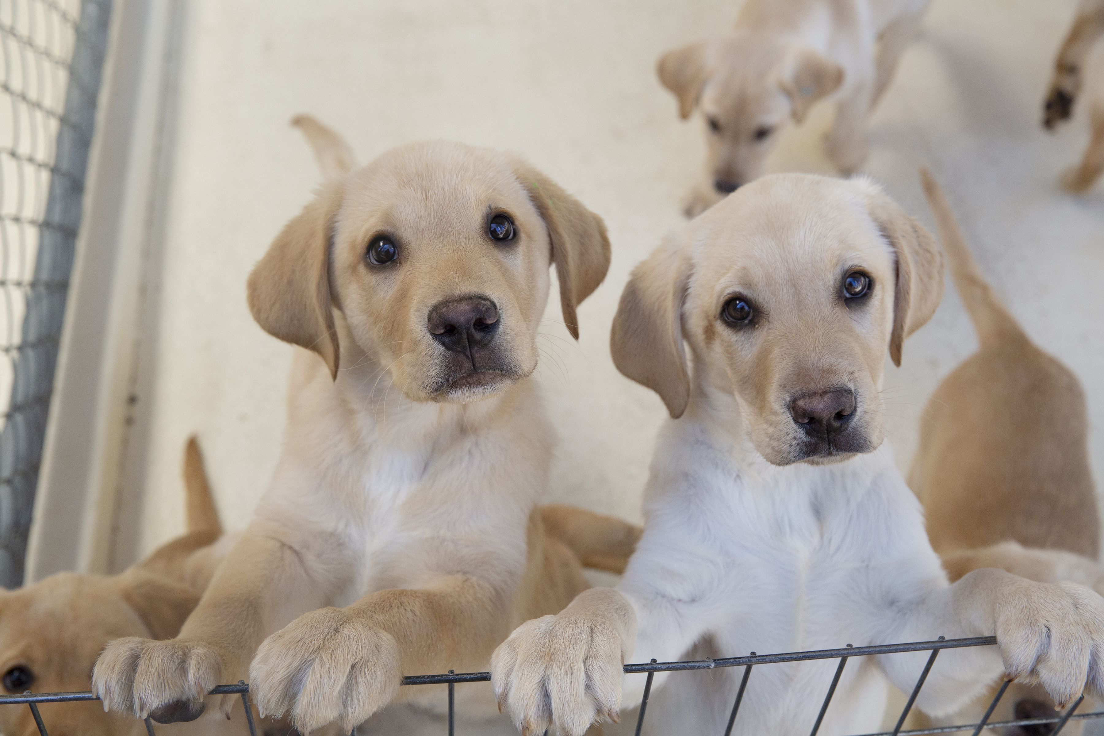 Puppies 101: Everything You Need to Know About Your New Puppy