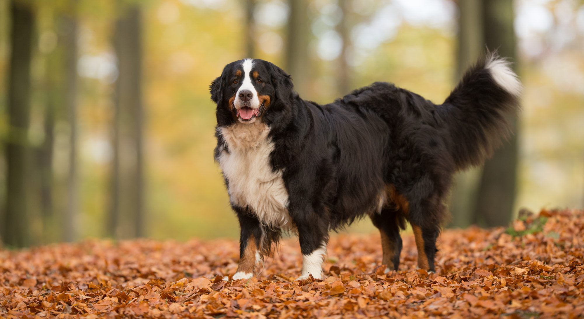 14 Best Dog Breeds for First-Time Owners