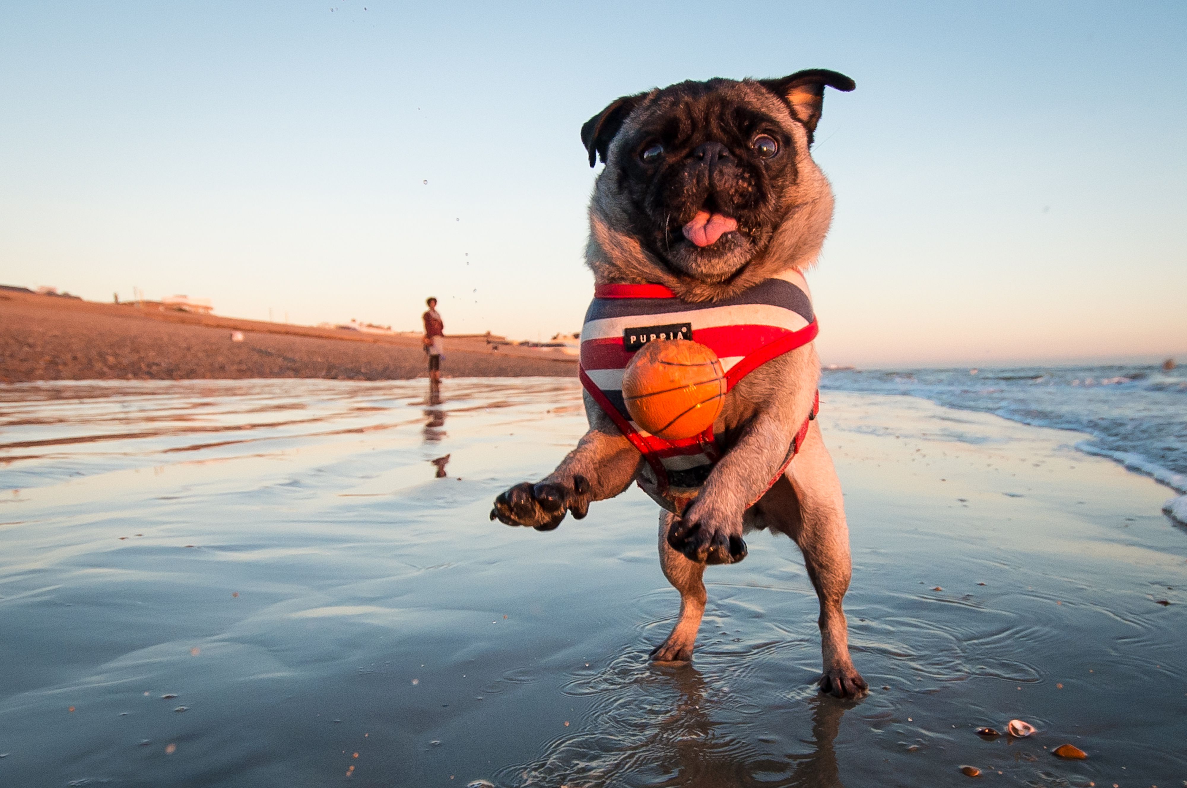 Exploring the Different Types of Pet-Friendly Beaches